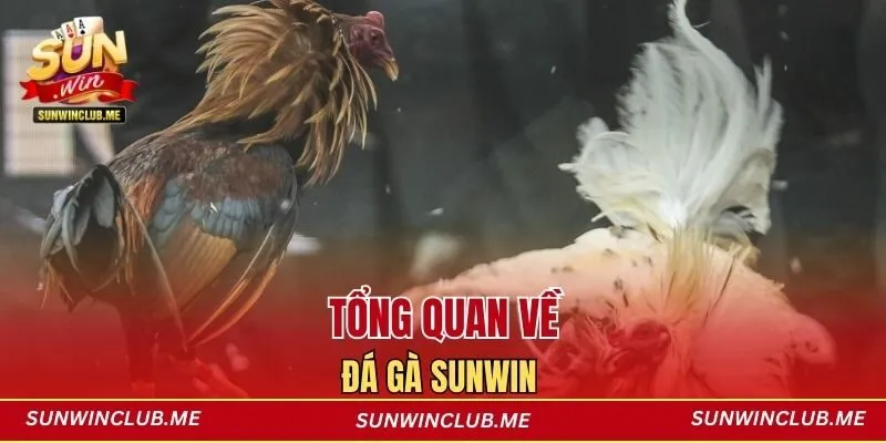 Tổng quan về đá gà Sunwin